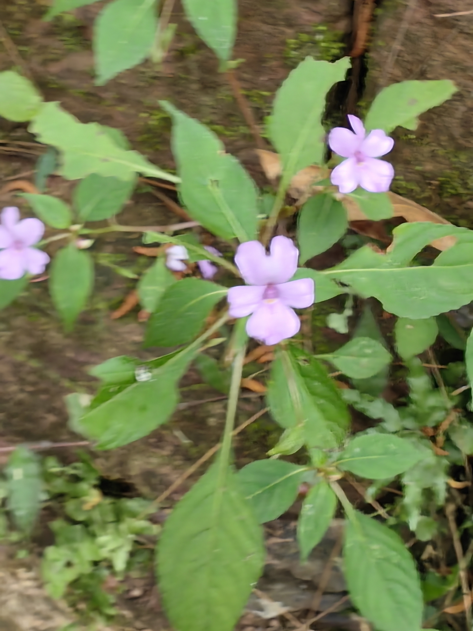 Impatiens violiflora — ảnh 2
