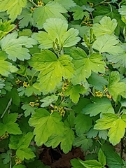 Ribes hirtellum