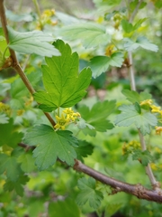 Ribes hirtellum
