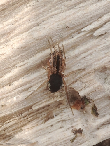čelustnatka mokraďová (Pachygnatha degeeri)