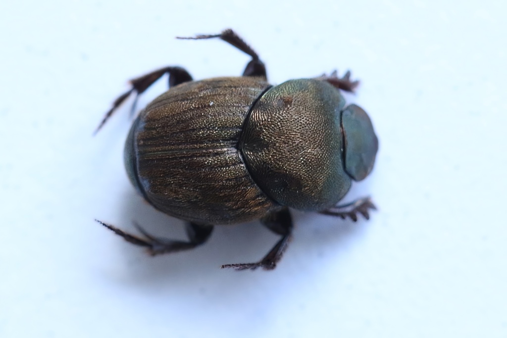 Parascatonomus rudis