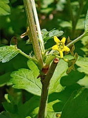 Ribes hirtellum