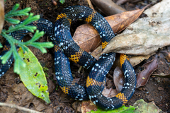 Elegant Coral Snake photo 4
