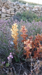 Orobanche alba
