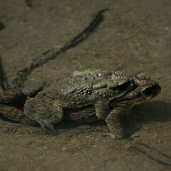 Himalayan Broad-Skulled Toad photo 3
