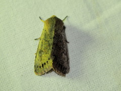 Orthosia populeti