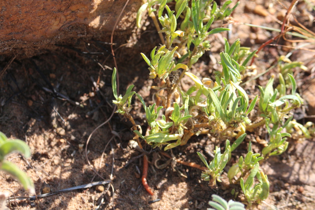 Limeum pauciflorum
