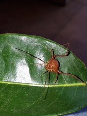 Krateromaspis dilatata