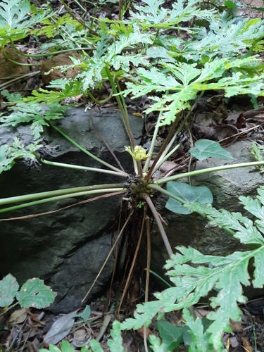 Image of Geranium reuteri by (c) tylototriton, some rights reserved (CC BY)