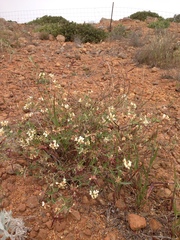 Acmispon grandiflorus grandiflorus