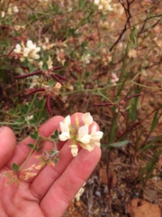 Acmispon grandiflorus grandiflorus