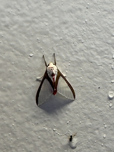 Idalus larissa