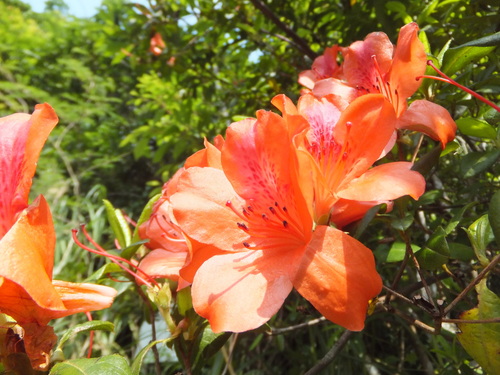 Rhododendron amanoi iNat (2)