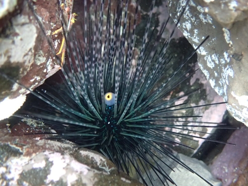 Black Longspine Urchin, photo 10 of 10
