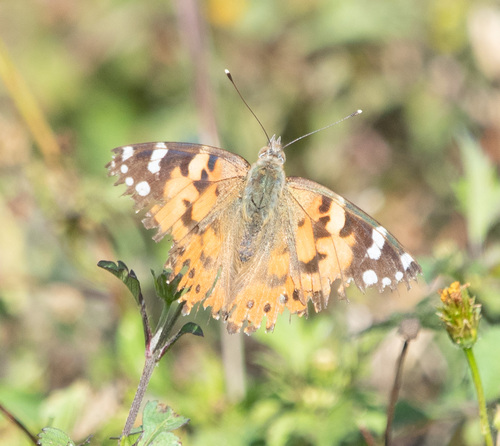 Painted Lady