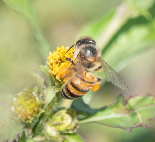 Western Honey Bee