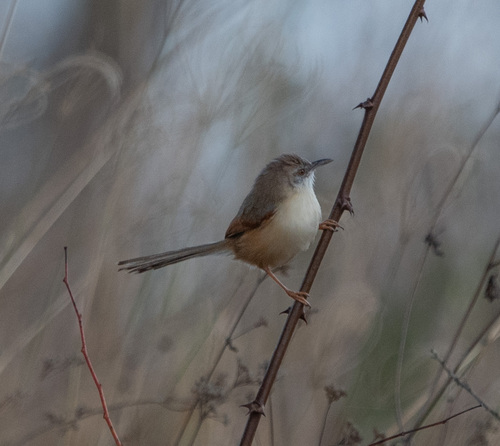 Tawny-flanked Prinia