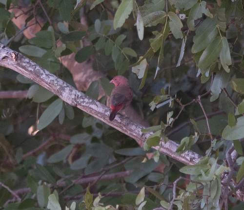 Red-billed Firefinch