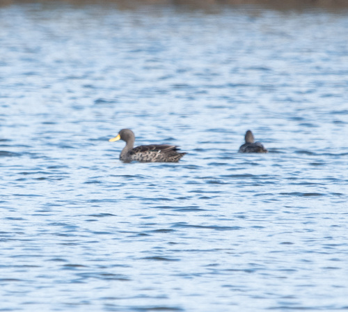 Yellow-billed Duck