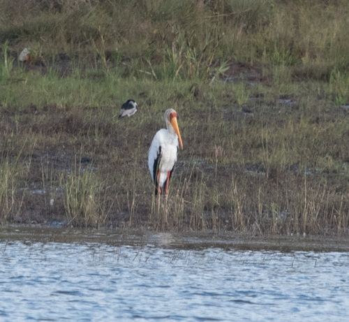 Yellow-billed Stork