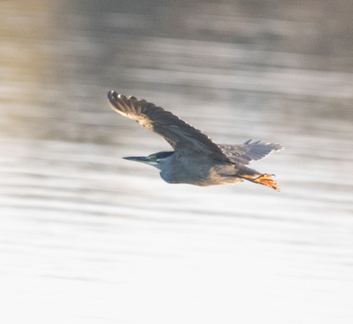 Little Heron