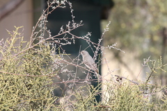 Pachycephala inornata