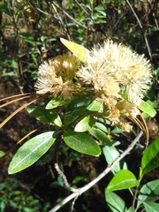 Ageratina glabrata