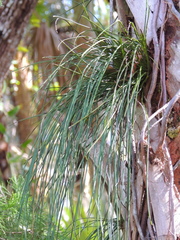 Vittaria lineata image