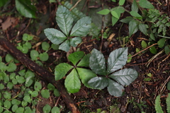 Tetrastigma obtectum glabrum