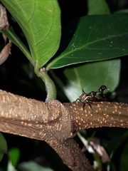 Heteronotus trinodosus