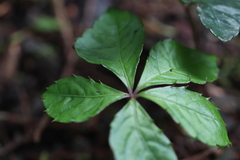 Tetrastigma obtectum glabrum