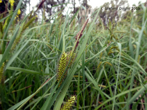 Blue sedge