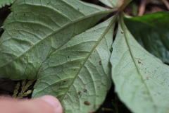 Tetrastigma obtectum glabrum
