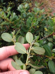 Ceanothus megacarpus megacarpus
