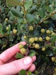 Ceanothus megacarpus megacarpus