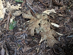 Lobaria pulmonaria