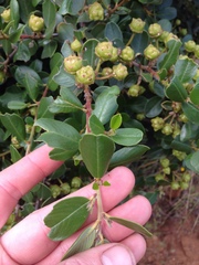 Ceanothus megacarpus megacarpus