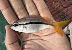 Threadfin Monocle Bream photo 4