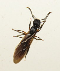 Polyrhachis femorata