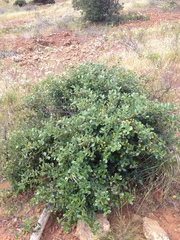 Ceanothus megacarpus megacarpus