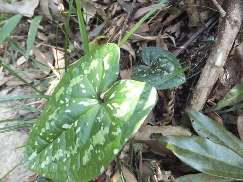 Asarum dissitum iNat (2)
