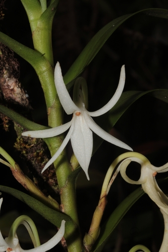 Jumellea rossii