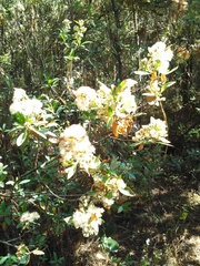 Ageratina glabrata