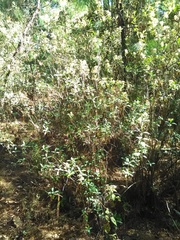 Ageratina glabrata