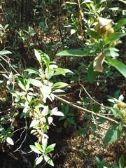 Ageratina glabrata