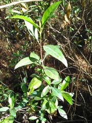 Ageratina glabrata