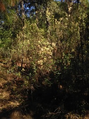 Ageratina glabrata