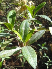 Ageratina glabrata