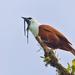Three-wattled Bellbird - Photo (c) finnlangager, some rights reserved (CC BY-NC)