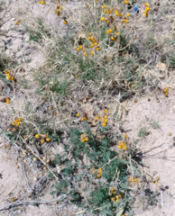 Solanum elaeagnifolium